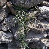 Image of Bermuda grass