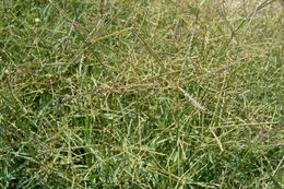 Image of Bermuda grass