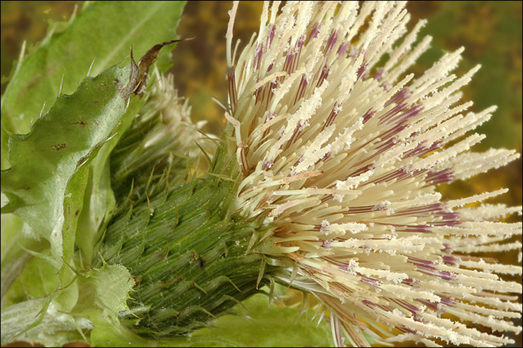 Image of Cabbage Thistle