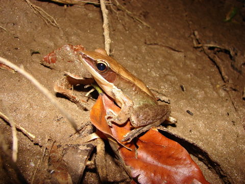 Image of Günther's Golden-backed Frog