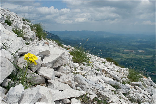 Image de Erysimum sylvestre (Crantz) Scop.