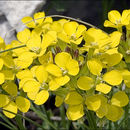 Image of Erysimum sylvestre (Crantz) Scop.