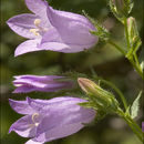 صورة Campanula sibirica L.