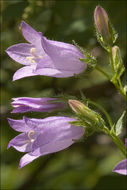 Image of Campanula sibirica L.