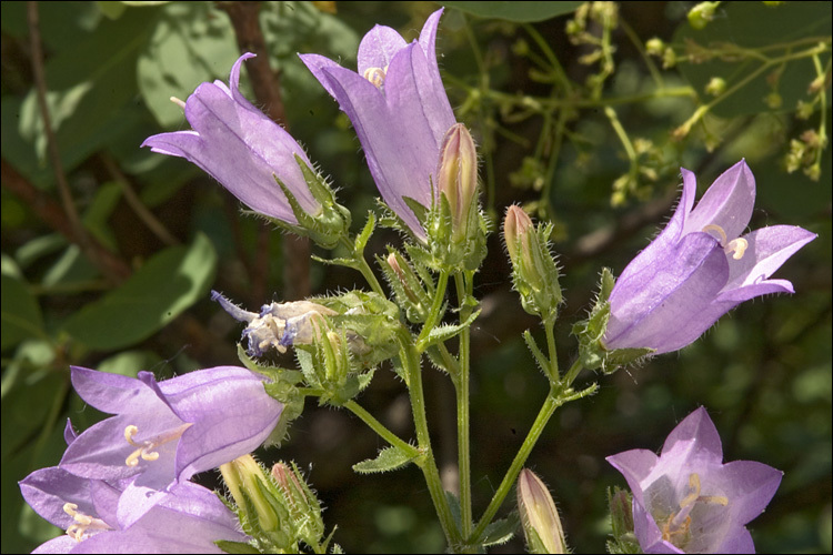 Campanula sibirica L. resmi