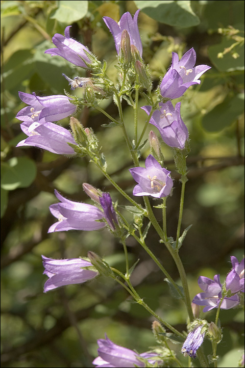 Campanula sibirica L. resmi