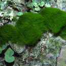 Image of Green Hair Algae