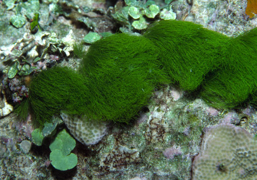 Image of Green Hair Algae