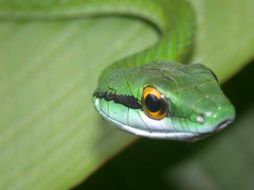 Leptophis ahaetulla (Linnaeus 1758) resmi