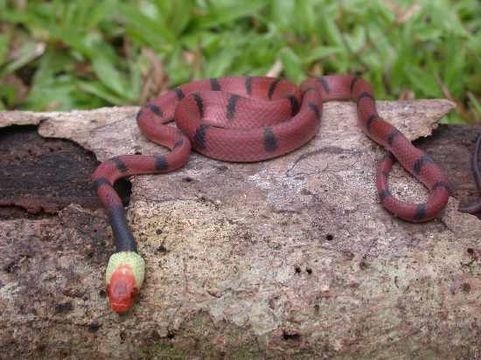 Image of Tropical Flat Snake