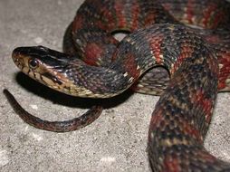 Image of Southern Water Snake