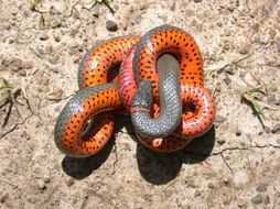 Image of Ring-necked Snake