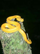 Image of Eyelash Viper