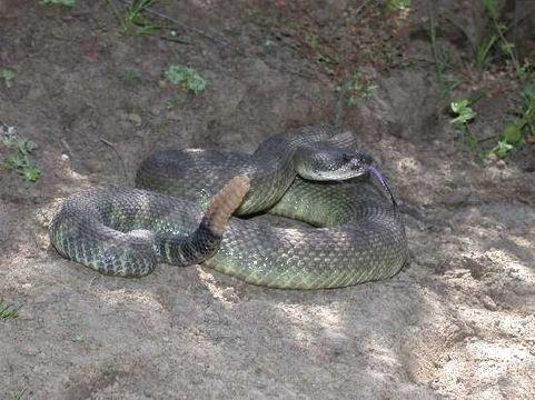 Image of Crotalus oreganus oreganus Holbrook 1840