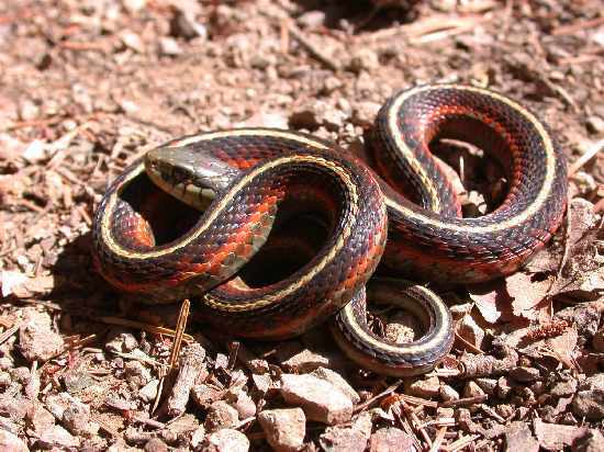 Image of Terrestrial (Wandering) Garter Snake