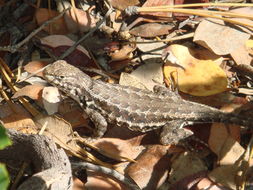 Image of Common Sagebrush Lizard