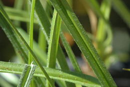 Image of Yosemite sedge
