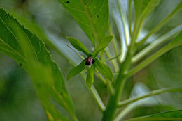 Image of Sclerotheca viridiflora Cheeseman