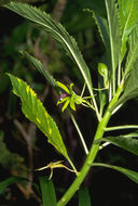 Image of Sclerotheca viridiflora Cheeseman