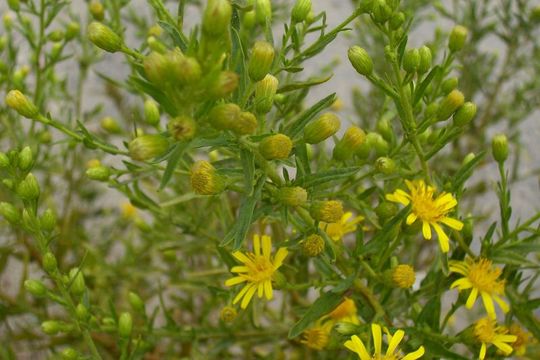 Image of Strong-smelling Inula