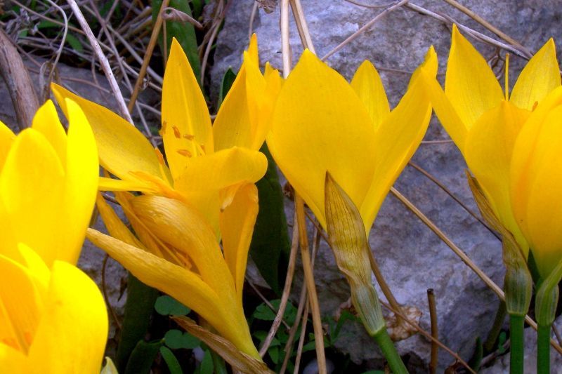 Image of winter daffodil