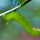 Image of Virginia Creeper Sphinx