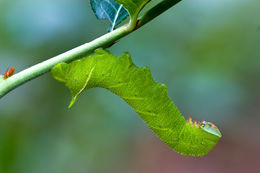 Image of Virginia Creeper Sphinx