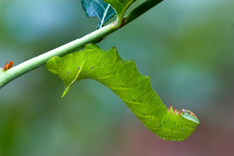 Image of Virginia Creeper Sphinx