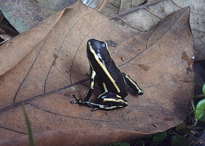 Plancia ëd Dendrobates truncatus (Cope 1861)