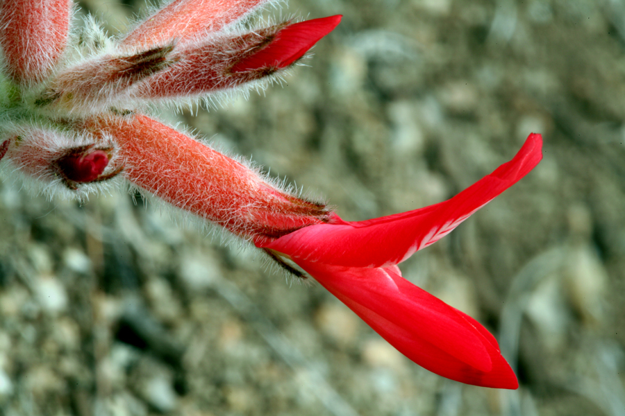 Image of scarlet milkvetch