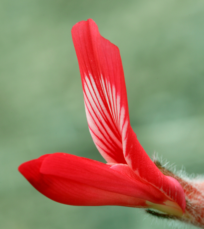 Image of scarlet milkvetch