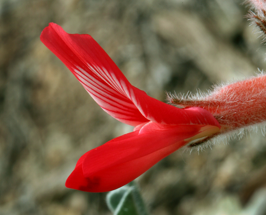 Image of scarlet milkvetch