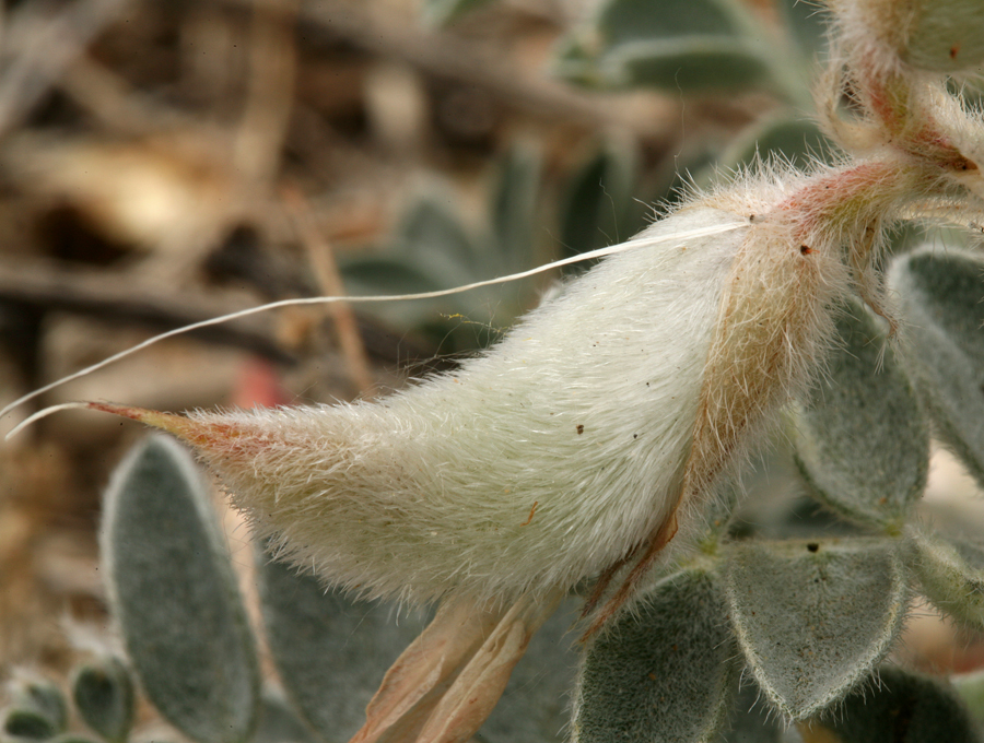 Image of scarlet milkvetch