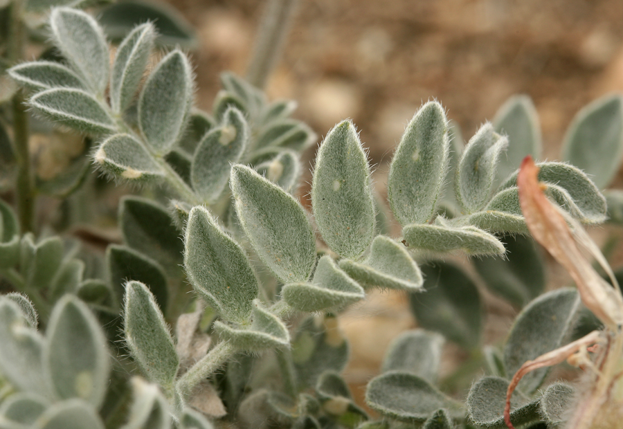 Image of scarlet milkvetch