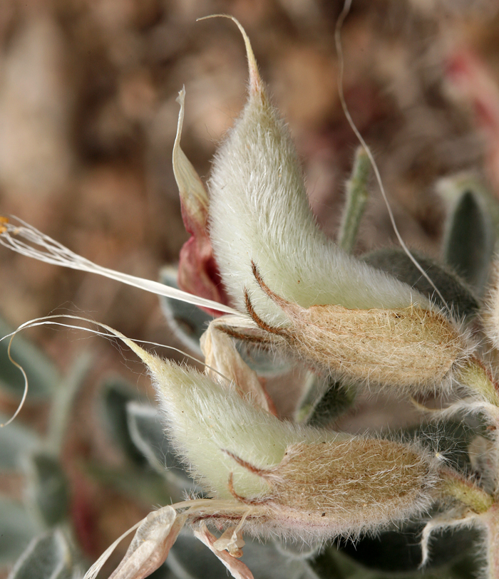 Image of scarlet milkvetch