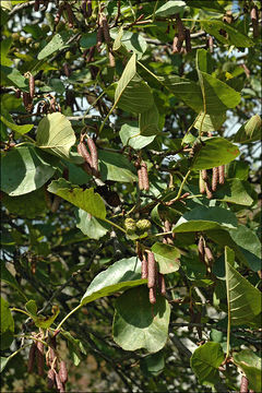 Image of European alder