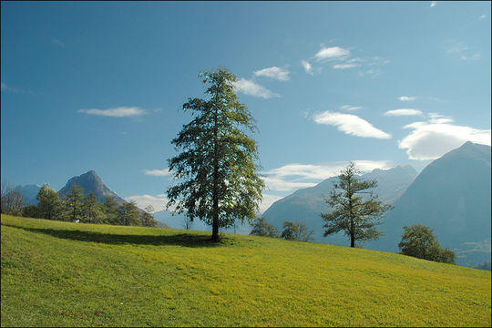 Image of European alder