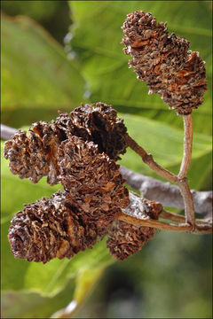 Image of European alder