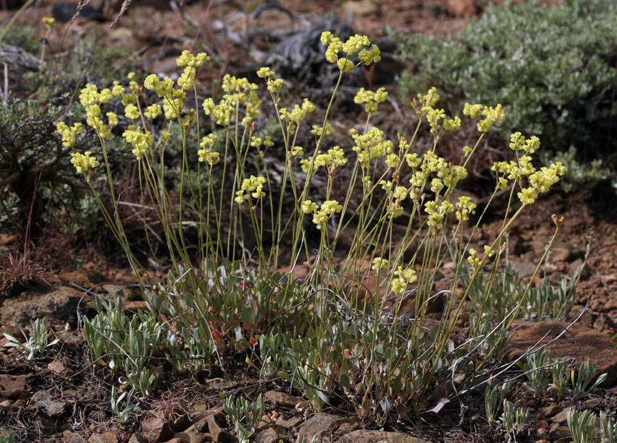 Image of Eriogonum strictum var. anserinum (Greene) S. Stokes