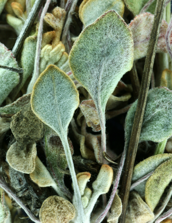 Image of Eriogonum strictum var. anserinum (Greene) S. Stokes