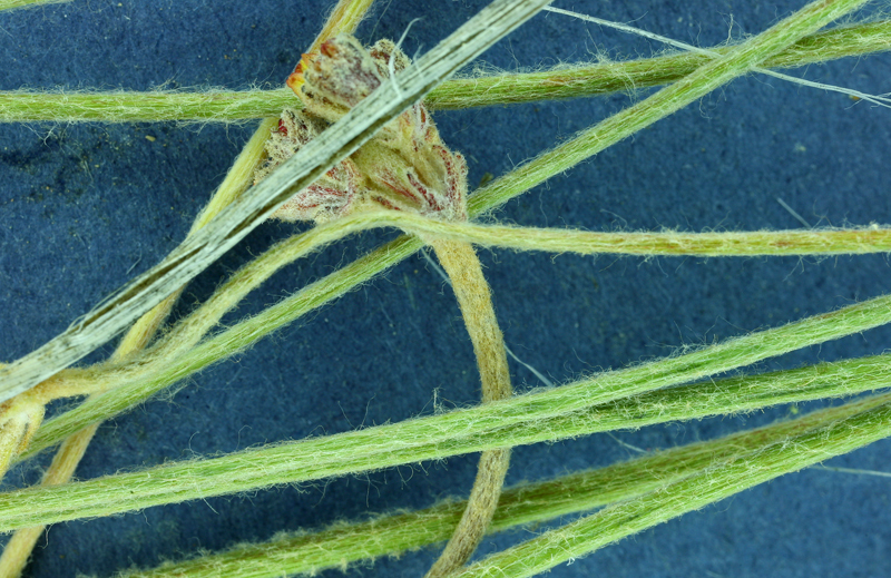 Image of Eriogonum strictum var. anserinum (Greene) S. Stokes