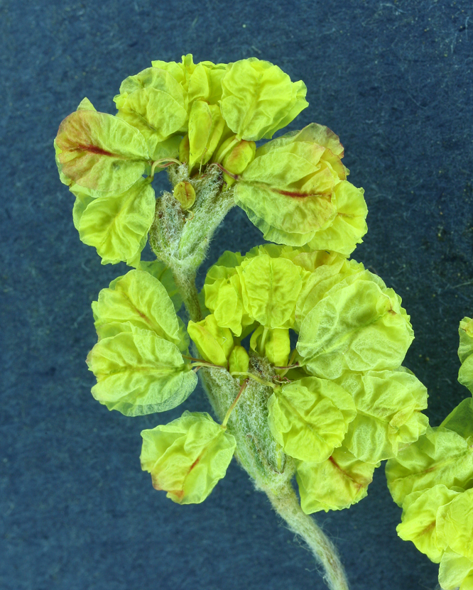 Image of Eriogonum strictum var. anserinum (Greene) S. Stokes