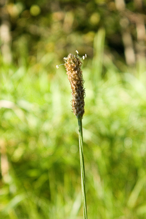 Image of Ribwort Plantain