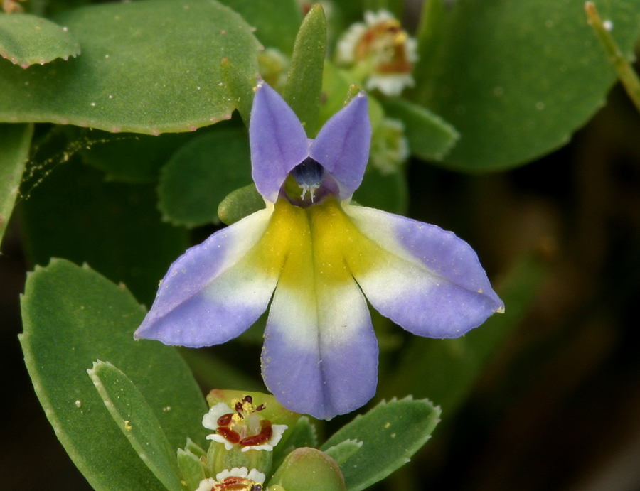 Image of fleshy porterella