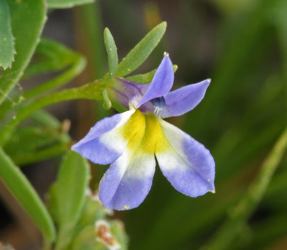 Image de Porterella carnosula (Hook. & Arn.) Torr.