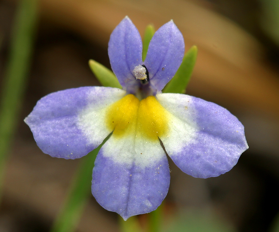 Image of fleshy porterella