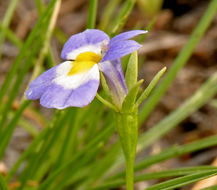 Image of fleshy porterella