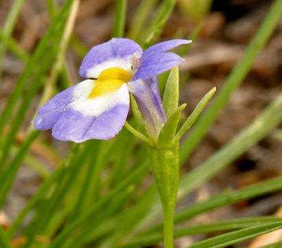 Image de Porterella carnosula (Hook. & Arn.) Torr.