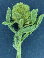 Слика од <i>Cryptantha humilis</i>