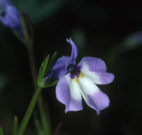Image of Sierran Calico-Flower